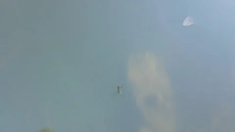 Dead trees in lake Stock Footage 159079442