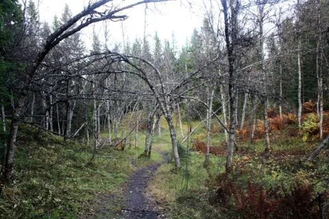 Dead trees leaning on the path Stock Photos