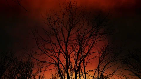 Dead Trees With Lightning And Fire, End Of The World Apocalypse Stock Footage 233728930