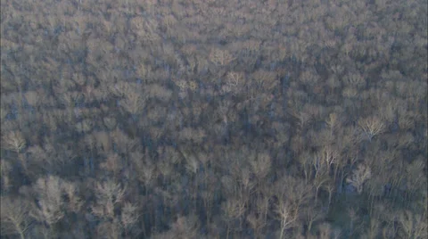Dead Trees Marshlands Stock Footage 39796859