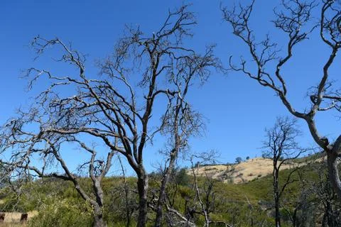 Dead trees in Mount Diablo State Park, California, United States Stock-Fotos