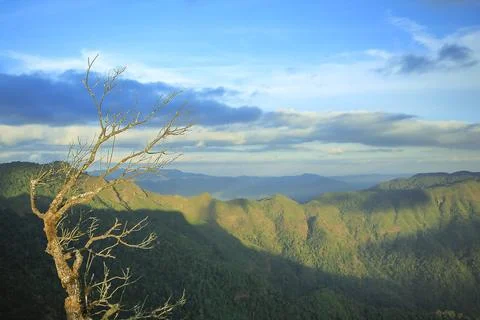 Dead trees with mountain views Stock Photos