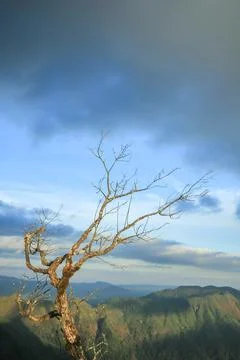 Dead trees with mountain views Stock Photos