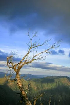 Dead trees with mountain views Stock Photos