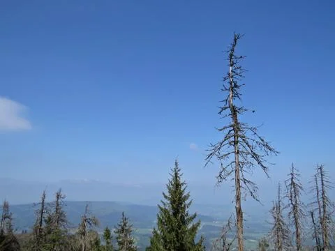 Dead Trees with Mountains at Background Stock Photos
