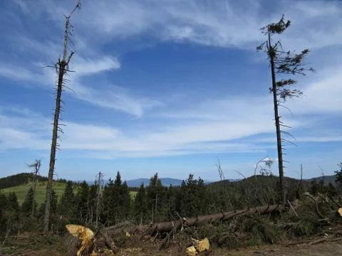 Dead Trees with Mountains at the Background Stock Photos