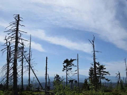 Dead Trees with Mountains at the Background Stock Photos