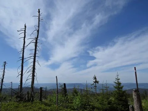 Dead Trees with Mountains at the Background Stock Photos