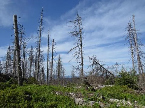 Dead Trees with Mountains at the Background Stock Photos