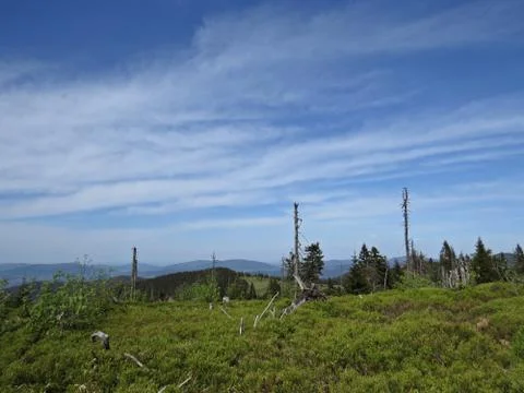 Dead Trees with Mountains at the Background Stock Photos