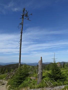 Dead Trees with Mountains at the Background Stock Photos