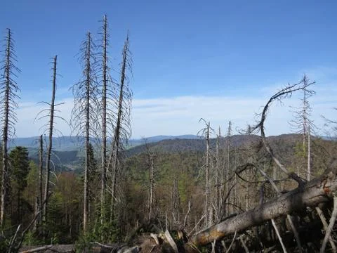 Dead Trees with Mountains at the Background Stock Photos