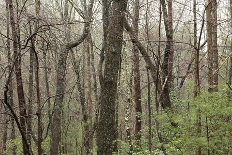 Dead trees in the Mountains starting to regrow for Spring Stock Photos