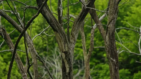 Dead Trees in Nature Stock Footage 244365615