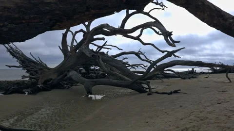 Dead Trees on Ocean Coast Stock Footage 306666936