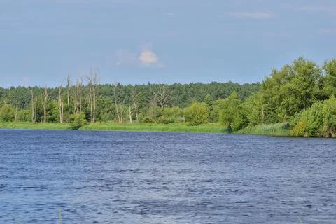 Dead trees on the other side of the river. Summer. Day. Stock Photos