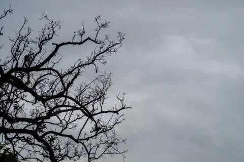 Dead trees on overcast sky. Stock Photos