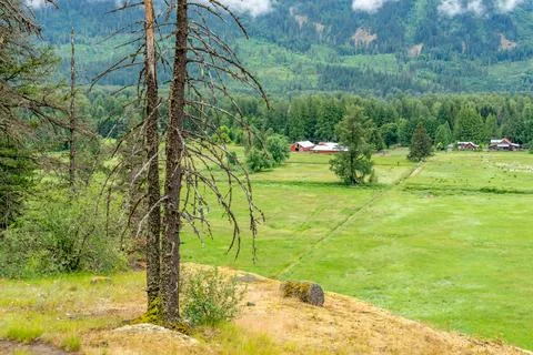 Dead Trees Overlooking Rural Valley in Pemberton, British Columbia, Canada Stock Photos