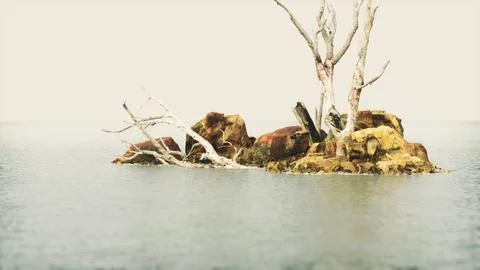 Dead trees on the Pacific ocean rocks in fog Stock Illustration