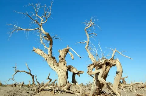 Dead trees Stock Photos