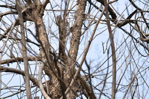Dead trees Stock Photos