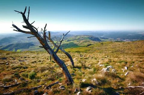 Dead trees Stock Photos