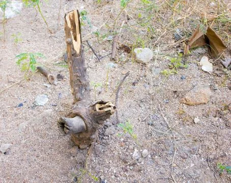 Dead trees Stock Photos