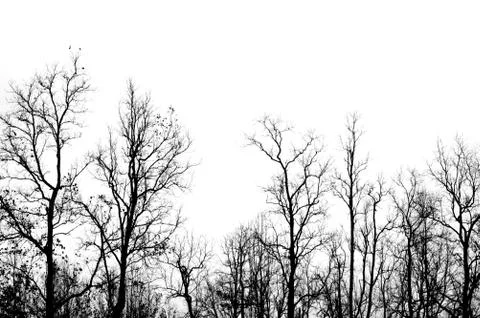 Dead trees 写真素材