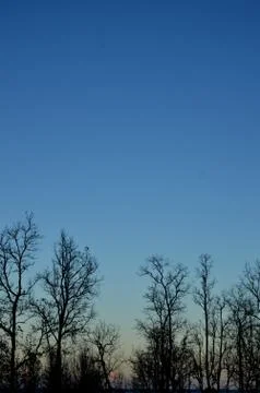 Dead trees Foto stock