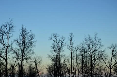 Dead trees 写真素材