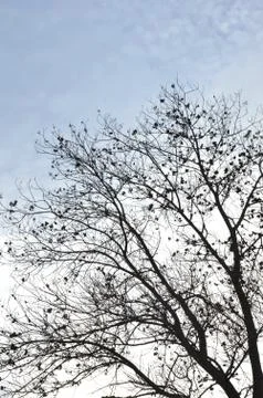 Dead trees 写真素材