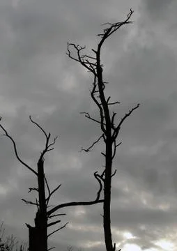 Dead Trees Stock Photos