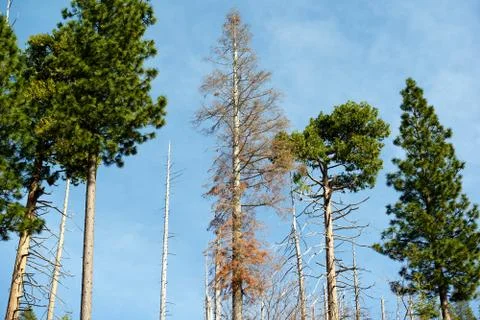 Dead trees Stock Photos