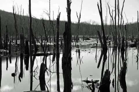 Dead Trees Stock Photos