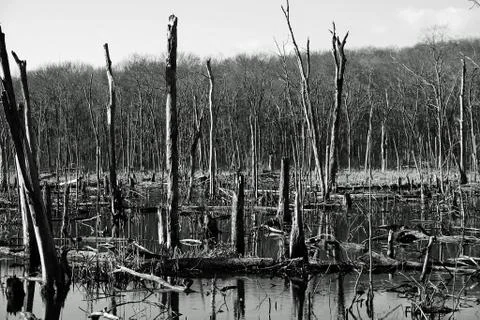 Dead Trees Stock Photos
