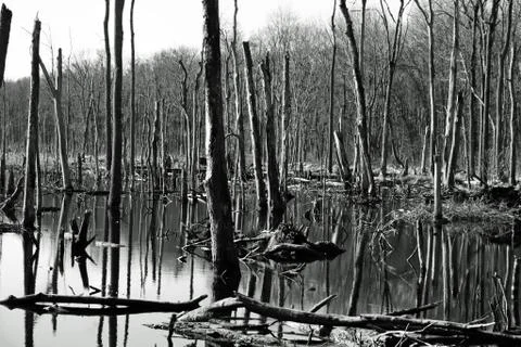 Dead Trees Stock Photos