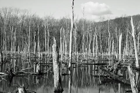 Dead Trees Stock Photos