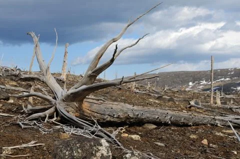 Dead trees 스톡 사진