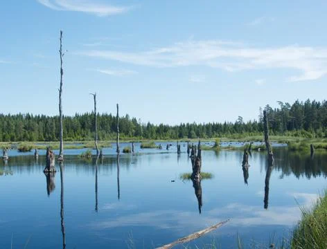 Dead trees Stock Photos