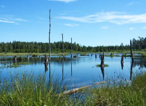 Dead trees Stock Photos