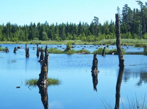 Dead trees Stock Photos