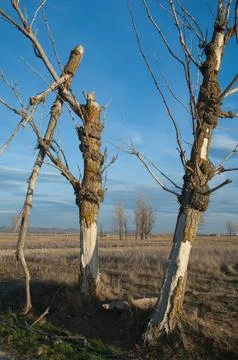 Dead trees. Stock Photos