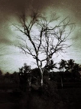 Dead trees Stock Photos