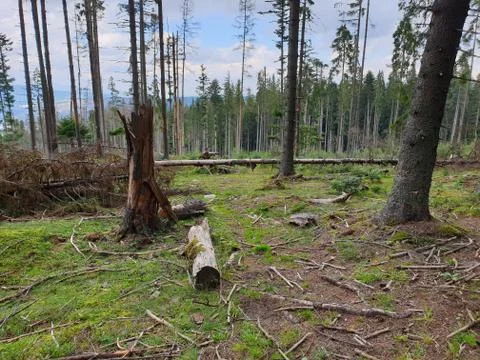 Dead trees pine forest, Apuseni mountains, Romania Stock Photos
