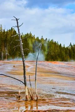 Dead trees in pools of Yellowstone Foto stock