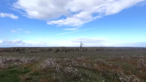 Dead trees on Porlock Marsh dueto sea level rise Climate Change saltmarsh f.. Stock Footage 254362929