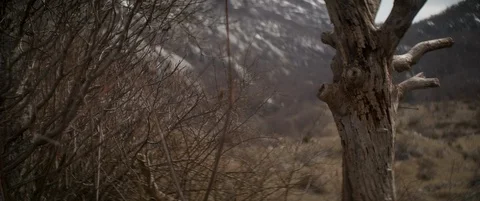 Dead trees, post apocalyptic Stock Footage 94608467