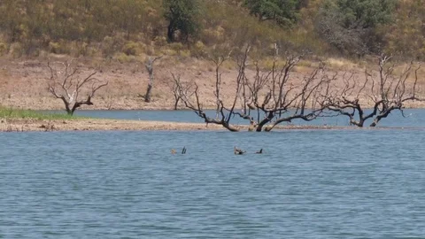Dead trees on river bank Stock Footage 78143034