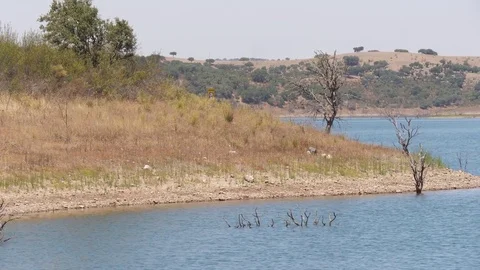 Dead trees on river bank shoot from boat 4k Video stock 78143177