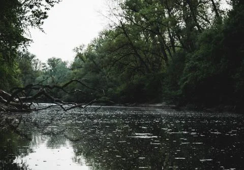 Dead trees in the river Stock Photos